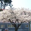 付属小学校の桜