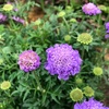 ＊スカビオサ開花＆ベリーの様子♪
