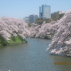 千鳥ヶ淵の桜