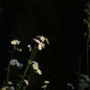 春はもう終わりかな。。。PENTAX-M SMC 135mm F3.5試し撮り