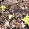 北海道の山もふきのとうがヒョコヒョコ出てきている春の景色！