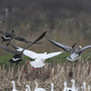 秋田県に虫を取りに行ってついでに鳥を見に行った日記（２０２１　１１２６－２８）その７。