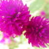 ウォーキングコースの花々