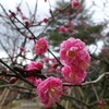 兼六園の梅が咲き始めました