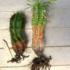 多肉植物の植え替え前と植え替え後。