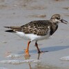 兵庫県東播磨）瀬戸川河口。キョウジョシギ（幼鳥）、オオメダイチドリ。