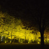 いちょう並木のライトアップ＠茨城県立歴史館を撮影してきました