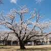 富山の桜_2020：富山市