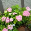 紫陽花ピンクになりました。
