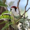 キバシコウカンチョウ(Yellow-billed Cardinal)