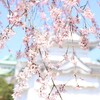 旅と桜のラプソディー・その２