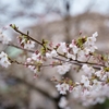 ソメイヨシノ咲き始めました。