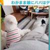 飼い主パパを“下に見ている”犬がマッサージを要求 手を止めると催促してくる姿が話題