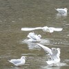 鴨川のユリカモメ