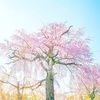 晴明