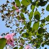 ☆百日紅に緑の実が。。空が青い！！