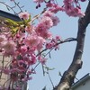 桜ポチポチっと咲きました😁そして私の病気発覚…