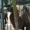 ベトナム・サイゴン動植物園へ