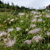 北アルプス  高山植物　　2018_07_26