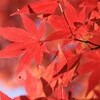 残り福紅葉とイルミネーション