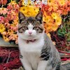 21日まで❗️岩合光昭さんの厳選写真を集めた写真展が玉川高島屋で開催❗️