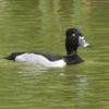 迷鳥クビワキンクロ確認