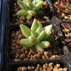 昨年蒔いた実生多肉いろいろ