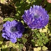 八重咲きの花が素敵なアネモネ・オーロラ、開花記録！