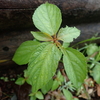 赤い茎が目立つ植物エノキグサ　その葉はエノキにそっくり？