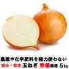 相葉マナブ 今日のロケ地･撮影場所はどこ？茨城県石岡市 新玉ねぎ