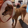 犬（2歳）の急性肝炎入院の備忘録