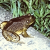 輸入された食用のカエル「ウシガエル」
