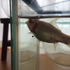 金魚のエサやり 慎重派 vs. 大胆派