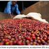 コーヒー豆輸出が過去最高を記録