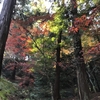 神社参拝と紅葉