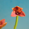 Maxillaria purpureolabia 