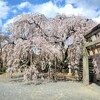 【京都】山科、『大石神社』に桜を見に行ってきました。 
