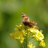 オツネントンボとテングチョウ