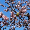 【２年越し】『さくら百華の道』に咲く桜全品種の記録完結しました その他に梅、沈殿池やレトロ自販機とか