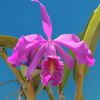 Cattleya maxima `Sangrita'  