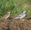 隣の隣の県の離島へ鳥を見に行った日記（２０２４　０５０２～０５０６）その１５。