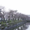 小田原城周辺の桜