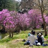 様々なお花見