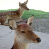 奈良ツーリング 奈良公園で鹿に癒されました