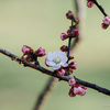 2月末日曜日の府中市郷土の森博物館 梅まつりの様子