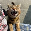 迷い猫を保護しています🐈