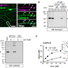  Inverse synaptic tagging of inactive synapses via dynamic interaction of Arc/Arg3.1 with CaMKIIβ.