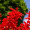 サルビアの写真素材｜著作権フリー商用可の花素材