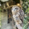 フクロウ🦉