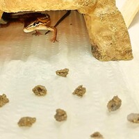 ニホンカナヘビの飼い方 人工飼料 人工餌は食べるのか レオパゲル レオパブレンドフード Favorite Creatures ニホンカナヘビの飼い方 人工飼料 人工餌は食べるのか レオパゲル レオパブレンドフード Favorite Creatures
